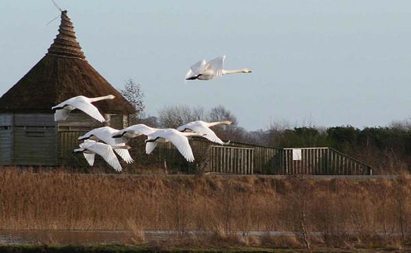 Lough Boora Parklands