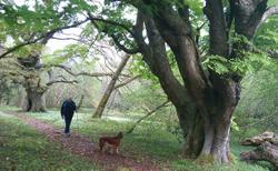 Killarney Guided Walks